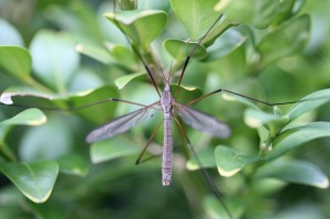 Skuteczne sposoby na ochronę przed insektami i owadami