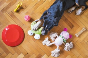 Gadżety dla psa nie tylko do zabawy - poznaj zalety zabawek edukacyjnych i interaktywnych