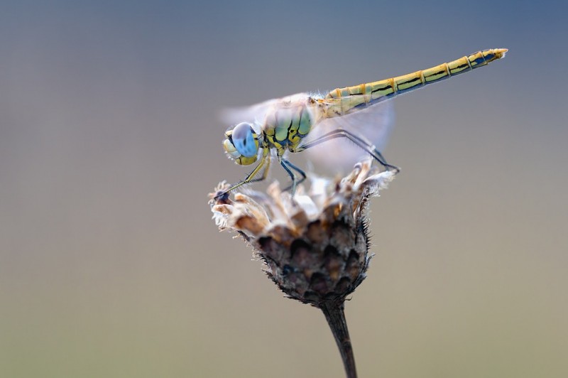 makro zdjęcie