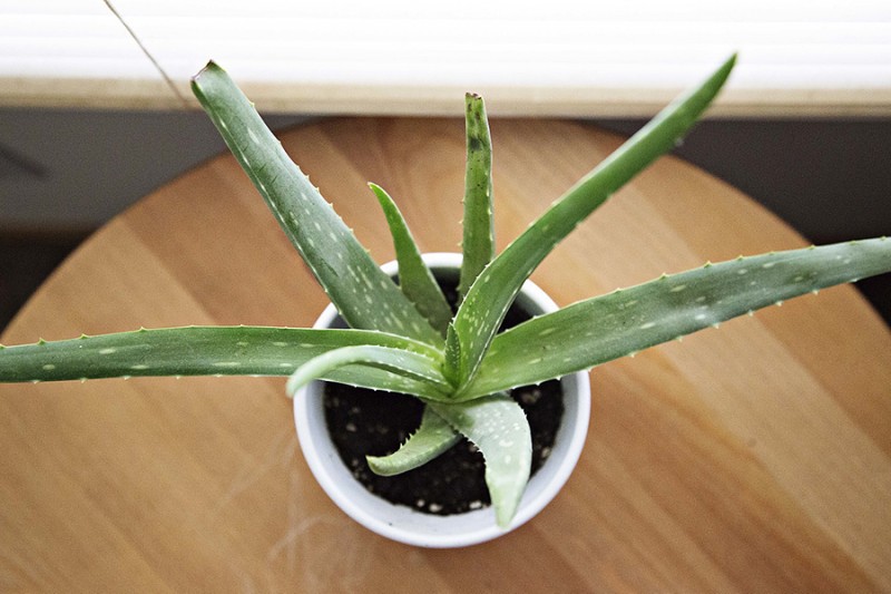 Aloes w kuchni - właściwości i zastosowanie