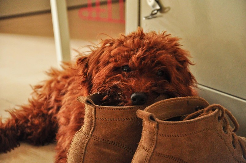 Pies i buty